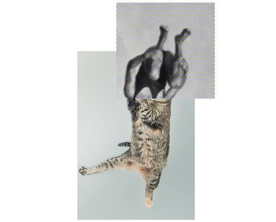pacapforumdanca