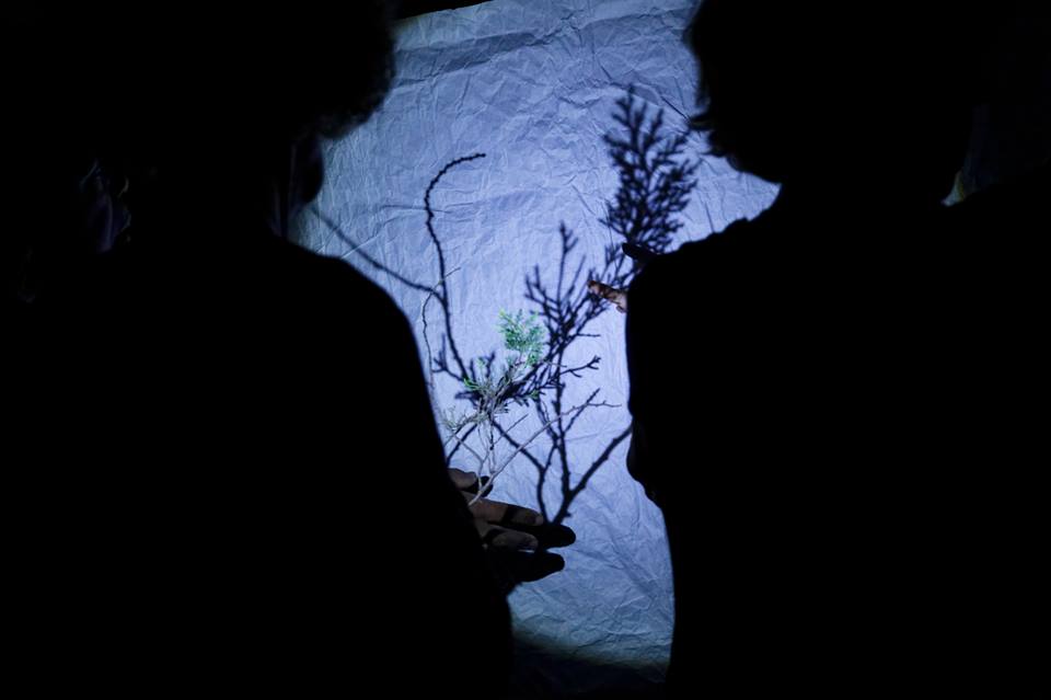 wavedancelab.foto amelia monteiro