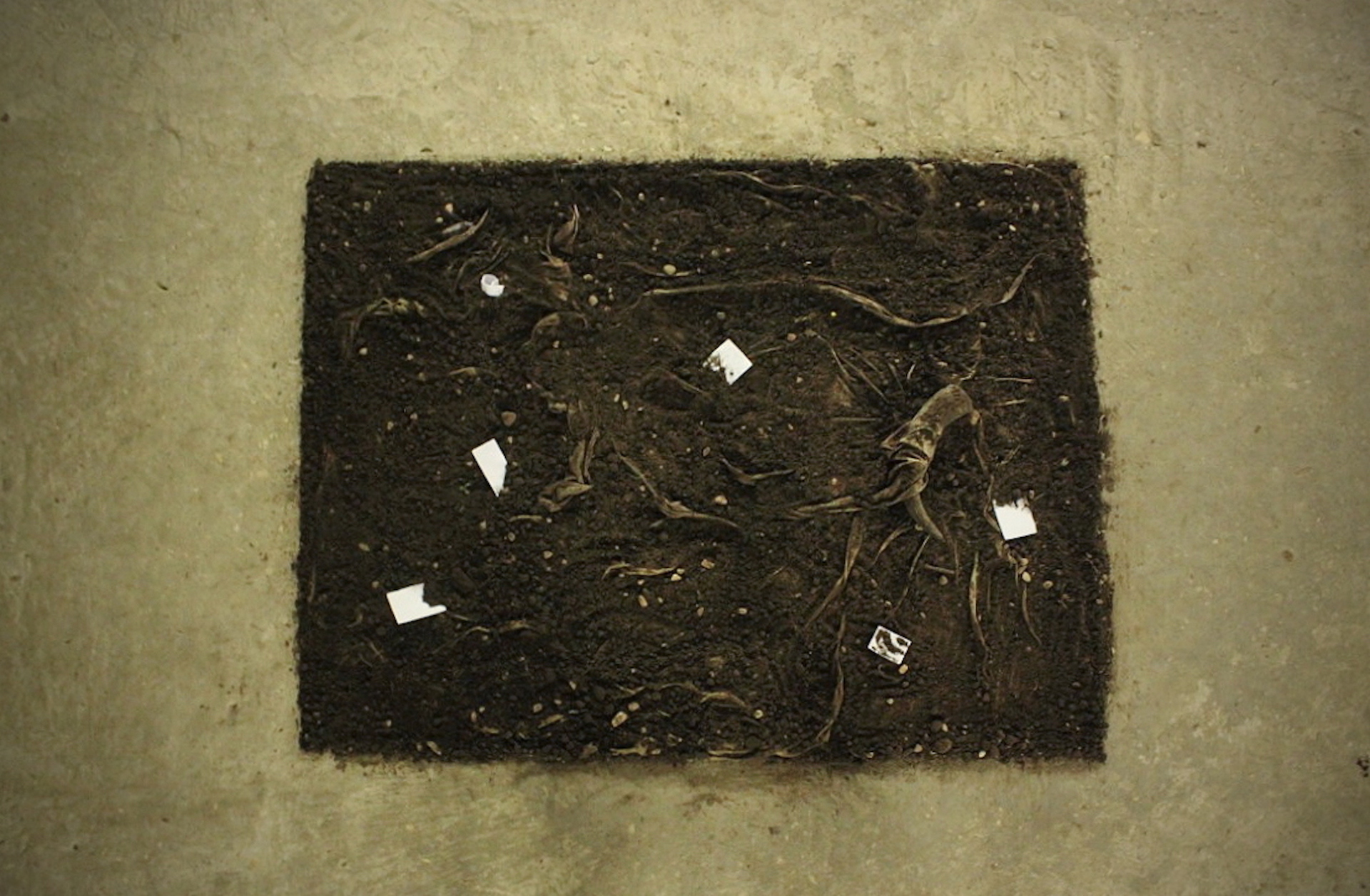 plantas_02. bruno moreno. alkantara